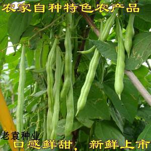 非转基因自留老品种四季豆种子超级架豆王种子 豆角种子 蔬菜种子