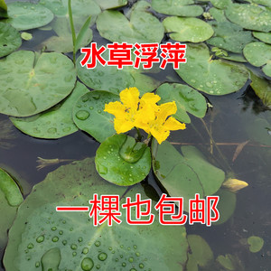 浮萍一叶莲荇菜水生植物鱼缸金鱼乌龟缸水池造景净化水质水草美观 阿里巴巴找货神器 浮萍一叶莲荇菜水生植物鱼缸金鱼乌龟缸水池造景净化水质水草美观 阿里巴巴找货神器