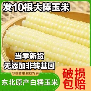 东北玉米真空包装大白糯玉米新鲜非转基因甜糯玉米棒粗粮10根整箱