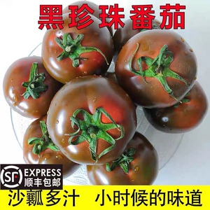 自然熟孕妇水果盘锦碱地黑珍珠柿子巧克力紫宝石黑番茄新鲜西红柿