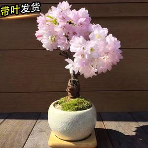 日本樱花树苗花卉盆栽矮化微型盆景绿植物室内外四季开花不断好养