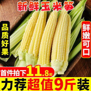 新鲜甜玉米笋9斤迷你小玉米芯仔蔬菜嫩玉米棒水果玉米批发包邮10