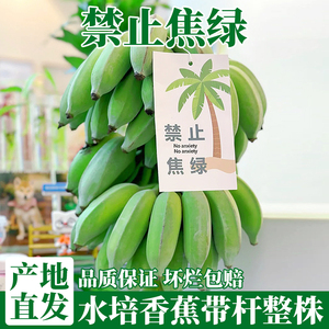 整串水培香蕉花8斤新鲜真芭蕉花禁止蕉绿摆件插花艺设计观赏绿植