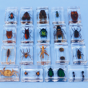 昆虫标本琥珀虫子透明树脂幼儿园学生观察盒真实蜘蛛蝎子蝴蝶甲虫