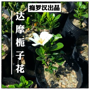 （痴罗汉）达摩栀子花  喜黛誉 清誉 南昆山 一寸法师 水横枝盆栽