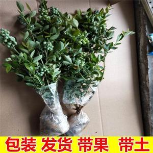 蓝莓苗果树原土带花带果蓝莓树苗南北方种植盆栽地栽结果大苗兰梅