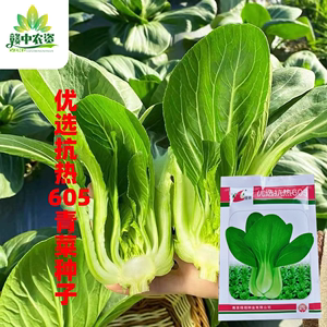南京绿领种业优选抗热605青菜种子籽抗热耐高温速生小白菜50g