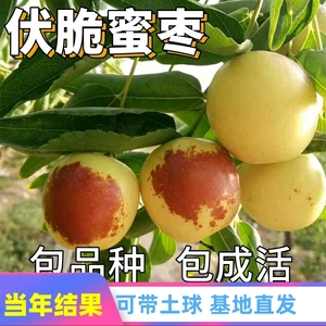 伏脆蜜枣树活苗沾化冬枣大青枣子水果树树苗果苗南方北方种植盆栽