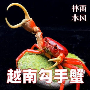 越南勾手蟹越南溪蟹宠物蟹网红蟹寄居蟹淡水观赏蟹红螃蟹