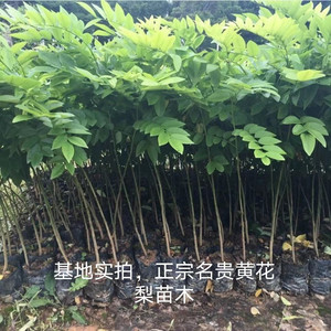 海南黄花梨树苗正宗名贵苗木降香树苗黄檀木树苗庭院珍贵红木植物