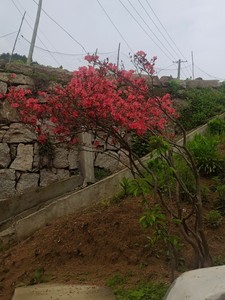 大别山映山红熟桩抗寒耐旱先花后叶下山4-5年映山红高山老桩盆景