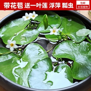 一叶莲碗莲水生花卉水培植物室内阳台四季开花美盆栽鱼缸浮萍睡莲