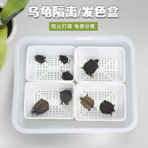 乌龟隔离饲养盒黑白鳄龟剃刀发色专用大号蛋龟育苗盆孔雀鱼孵化盒