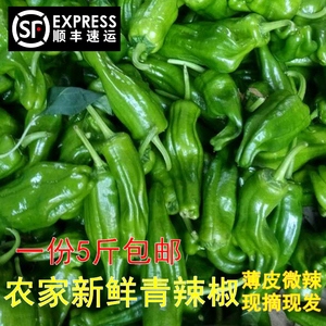 农家自种新鲜薄皮青椒 辣椒 时令蔬菜 现摘现发  微辣 5斤装包邮
