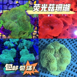 荧光绿菇珊瑚红菇绿毛菇yuma菇海缸宠物生物海葵观赏海水小丑鱼