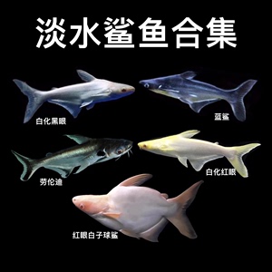 淡水鲨鱼活体虎鲨小型热带观赏鱼红眼白化鲨蓝鲨龙鱼配鱼