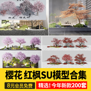 樱花枫树红枫鸡爪槭羽毛枫日式景观园林植物造型树su模型草图大师