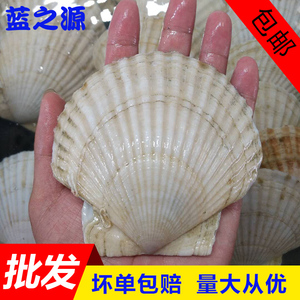 獐子岛大元贝 大连新鲜扇贝鲜活 海鲜水产贝类500g 3斤广东包邮
