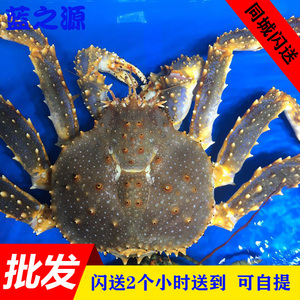 新鲜阿拉斯加帝皇蟹 鲜活长脚蟹 智利帝王蟹珍宝蟹特大螃蟹3-7斤
