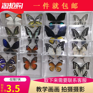标本昆虫蝴蝶 淘宝拼多多热销标本昆虫蝴蝶货源拿货 阿里巴巴货源