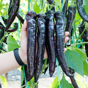 紫妃尖椒种子苗黑紫色彩椒辣椒高产抗病牛角蔬菜种籽孑籽种螺丝椒