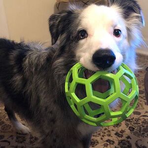 美国Petmate宠物狗玩具 JW几何球益智漏食 天然橡胶镂空球 大型犬