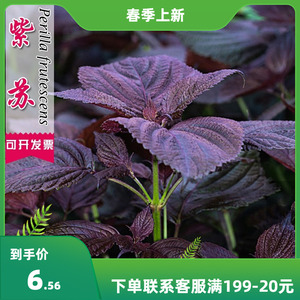 紫叶苏紫苏种子四季播食用香料室外农家田园蔬菜阳台盆栽菜籽