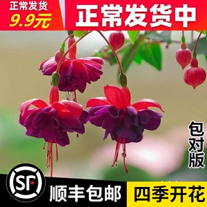 倒挂金钟花苗灯笼花盆栽重瓣室内外绿植阳台庭院四季开花木本花卉