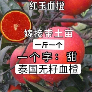 血橙树苗泰国血橙脐橙苗嫁接当年结果特大甜四季结果耐寒盆栽地栽