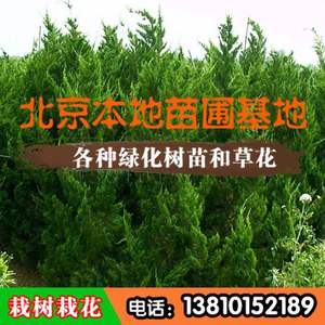 龙柏树苗北京苗圃出售龙柏树苗木小龙柏园林景观绿篱绿化大龙柏树