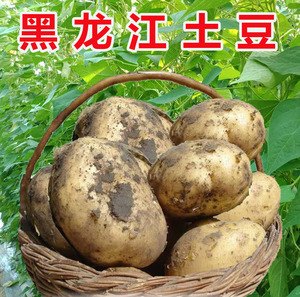 黑龙江土豆黄瓤土豆蔬菜黄皮土豆黄芯马铃薯现挖土豆5斤