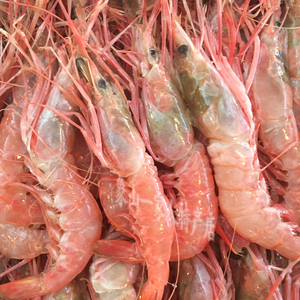 宁波象山海鲜 东海野生红头虾海虾500g 新鲜红虾鲜活水产渔船直供