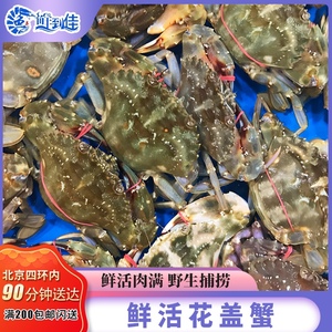 北京闪送大连新鲜鲜活赤甲红蟹海蟹花盖蟹梭子蟹水产一斤7-9个