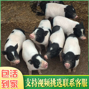 纯种巴马香猪幼崽活体小香猪活苗成年香猪种猪活物家养后备孕母猪