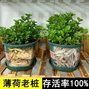 薄荷盆栽老桩可食用驱蚊绿植庭院植物带盆栽好阳台留兰香薄荷老根