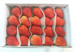 新鲜水果 新鲜草莓 双流冬草莓只发北京