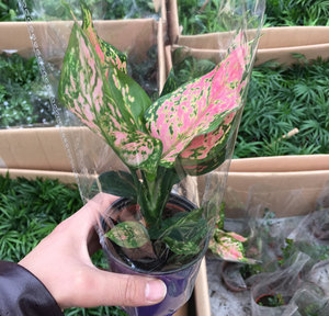 玛丽安花盆 玛丽安花盆品牌 价格 阿里巴巴 玛丽安花盆 玛丽安花盆品牌 价格 阿里巴巴