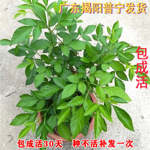 阳台庭院盆栽抹草苗仙草苗潮汕喜事绿植吉祥植物花卉红花带原土盆