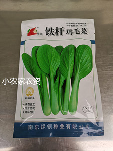 绿领铁杆鸡毛菜种子上海青四季小白菜 高产耐热罐装 青梗菜蔬菜孑