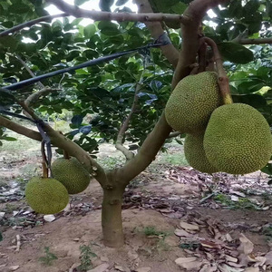 耐寒木菠萝树苗黄肉砂糖广西嫁接苗干包带土金包湿包菠萝蜜果包邮