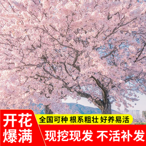 日本樱花树苗南北方庭院正宗樱花小苗地栽盆栽花树园林植物风景树