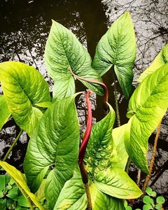 稀有沼生芋马来熊掌芋 水蛇芋Lasia spinosa水景植物大苗单株