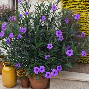 翠芦莉盆栽紫色蓝花草多年生花卉花苗耐热耐阴庭院阳台花期长植物