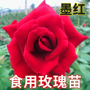 正宗墨红云南食用玫瑰花苗庭院墨红玫瑰苗易活盆栽重瓣玫瑰