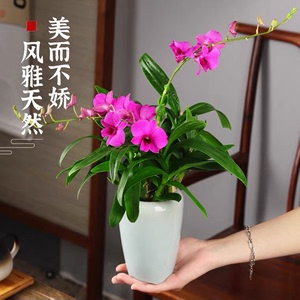 泼墨石斛盆栽现带花苞浓香型兰花卉室内水培植物四季开花好养绿植