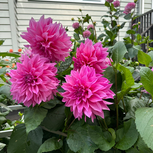 重瓣大丽花种球四季易活开花不断耐寒大花瓣室内外阳台多年生植物