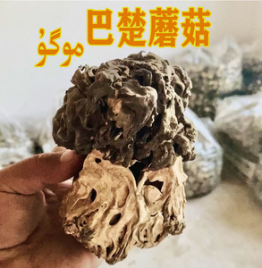 新疆巴楚野生蘑菇干食用菌香菇胡杨林皱柄羊肚菌100包邮 巴楚菇