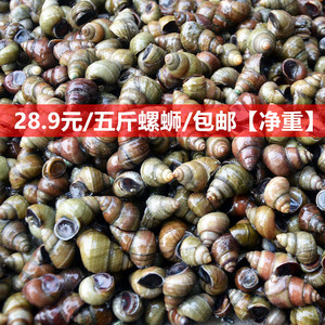 【一份五斤】新鲜田螺活体活的石螺泥螺螺蛳粉螺丝肉鲜活螺蛳