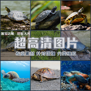 超大超高清图片大海龟乌龟水龟山龟陆地龟水陆爬行动物世界ps素材
