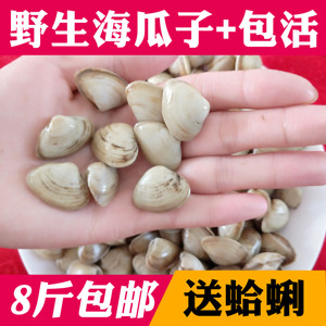 海鲜贝类新鲜鲜活海瓜子 海沙子小蛤蜊白瓜子优质野生产8元/250g